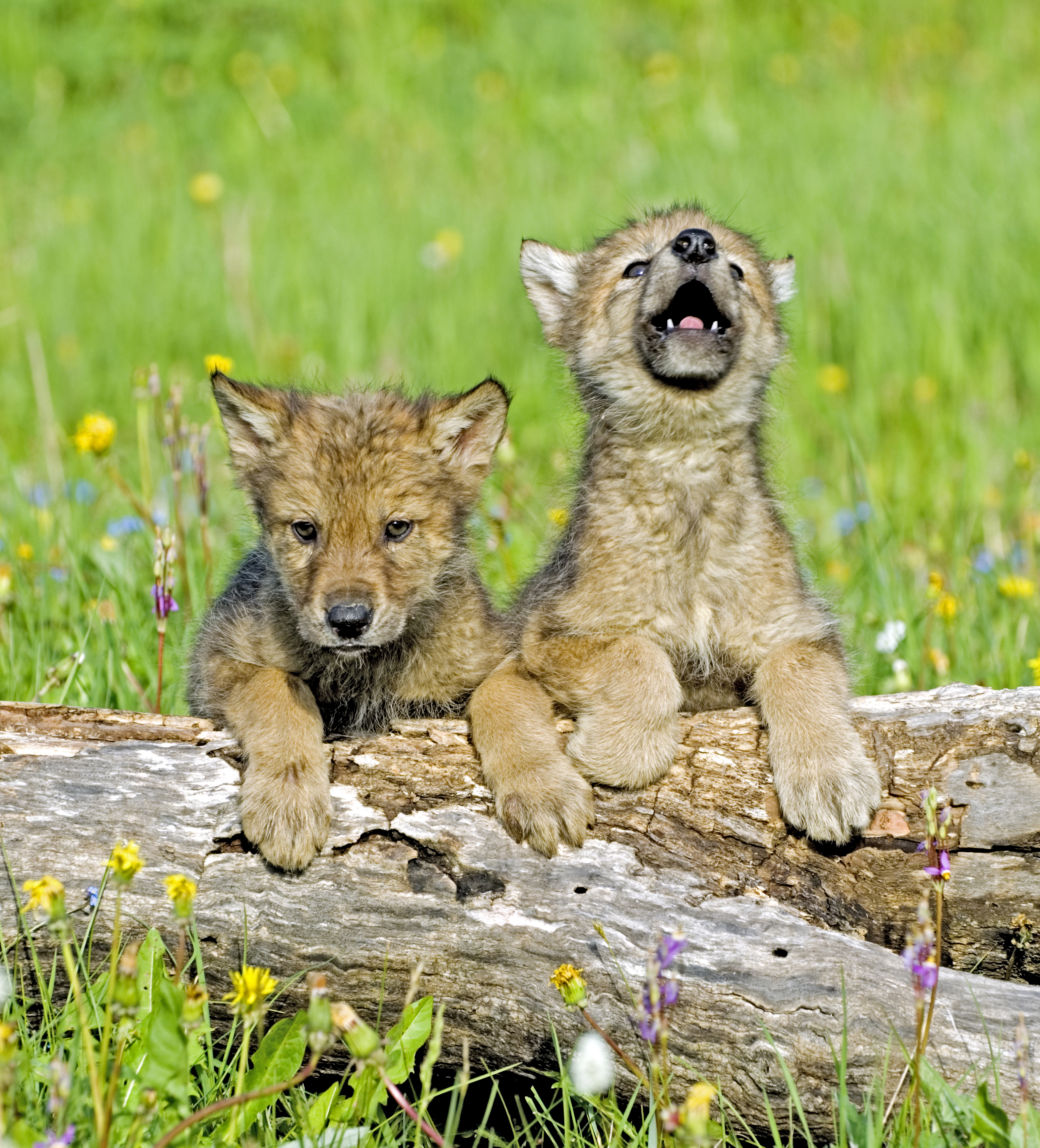 Gray wolf pups with flowers