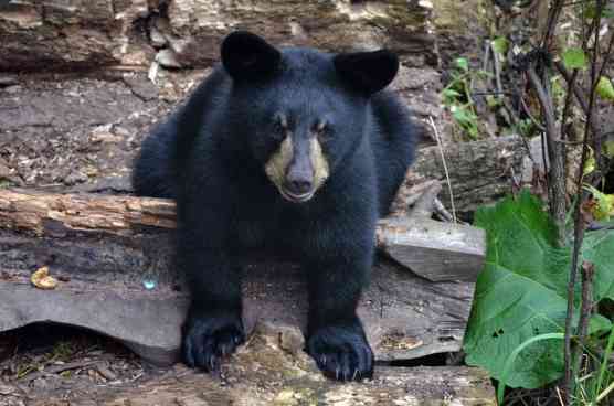 American Black Bear Cub 