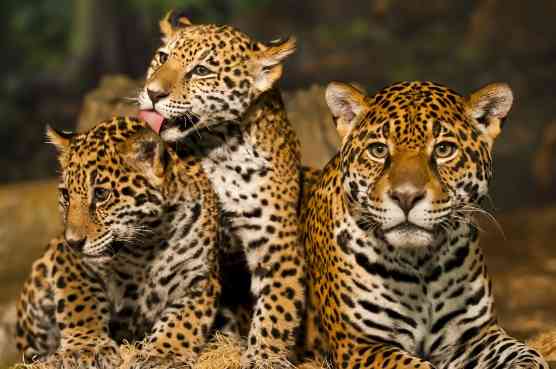Jaguar Family with Two Cubs and Mother