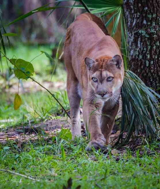 Florida Panther walking and looking at camera