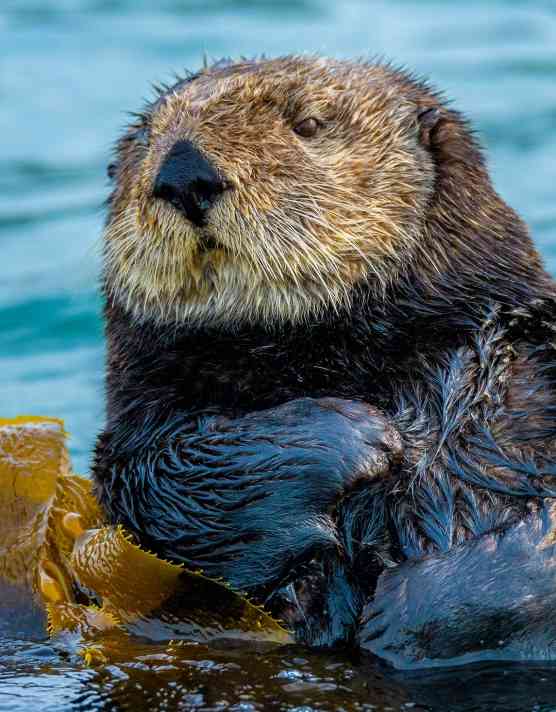 Sea Otter floating