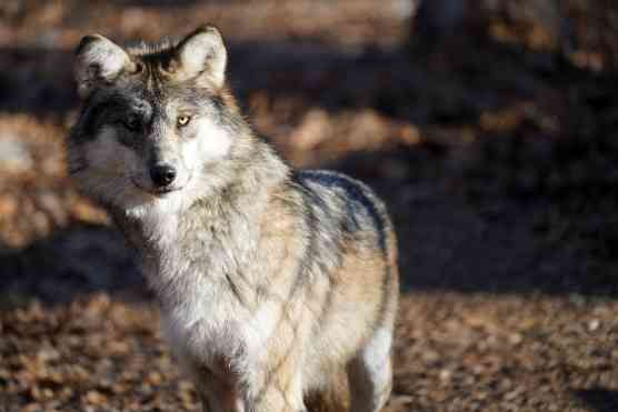 Mexican Gray Wolf, Wolf Conservation Center
