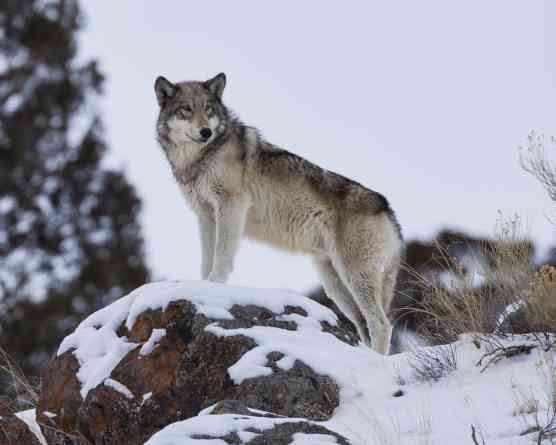 Regal Gray Wolf - Canyon Pack - Yellowstone National Park - Wyoming 