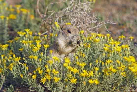 Prairie Dog in Flowers - Rocky Mountain Arsenal National Wildlife Refuge - Colorado