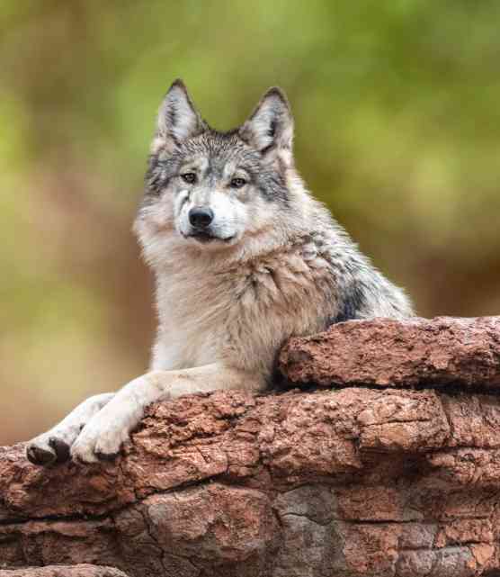 Mexican Gray Wolf on Rock