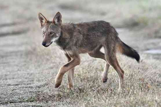 Wild Red Wolf Juvenile 3 - North Carolina