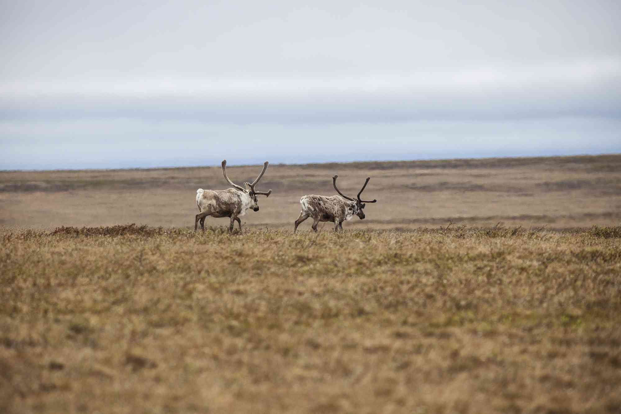 Arctic  Defenders of Wildlife