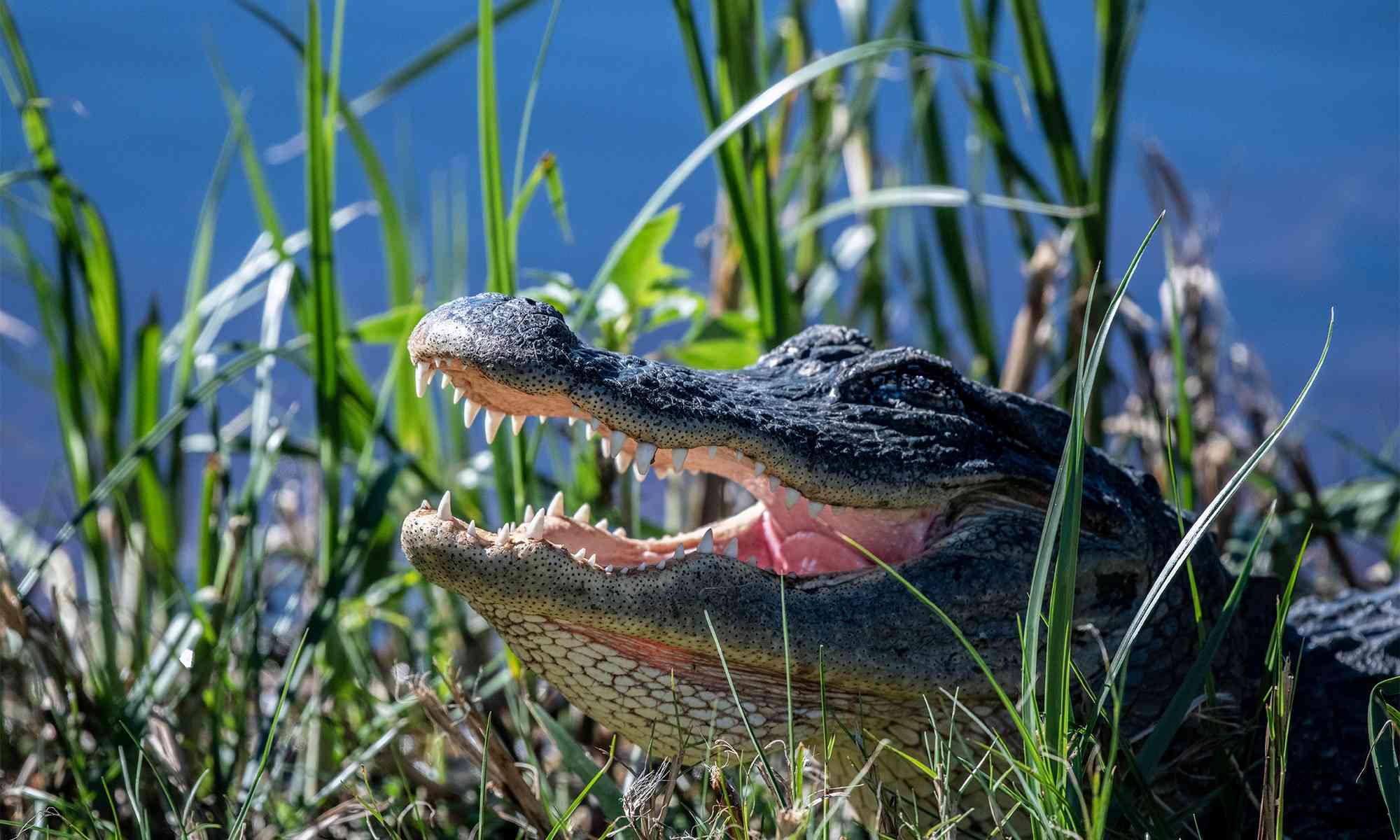crocodiles and alligators fighting