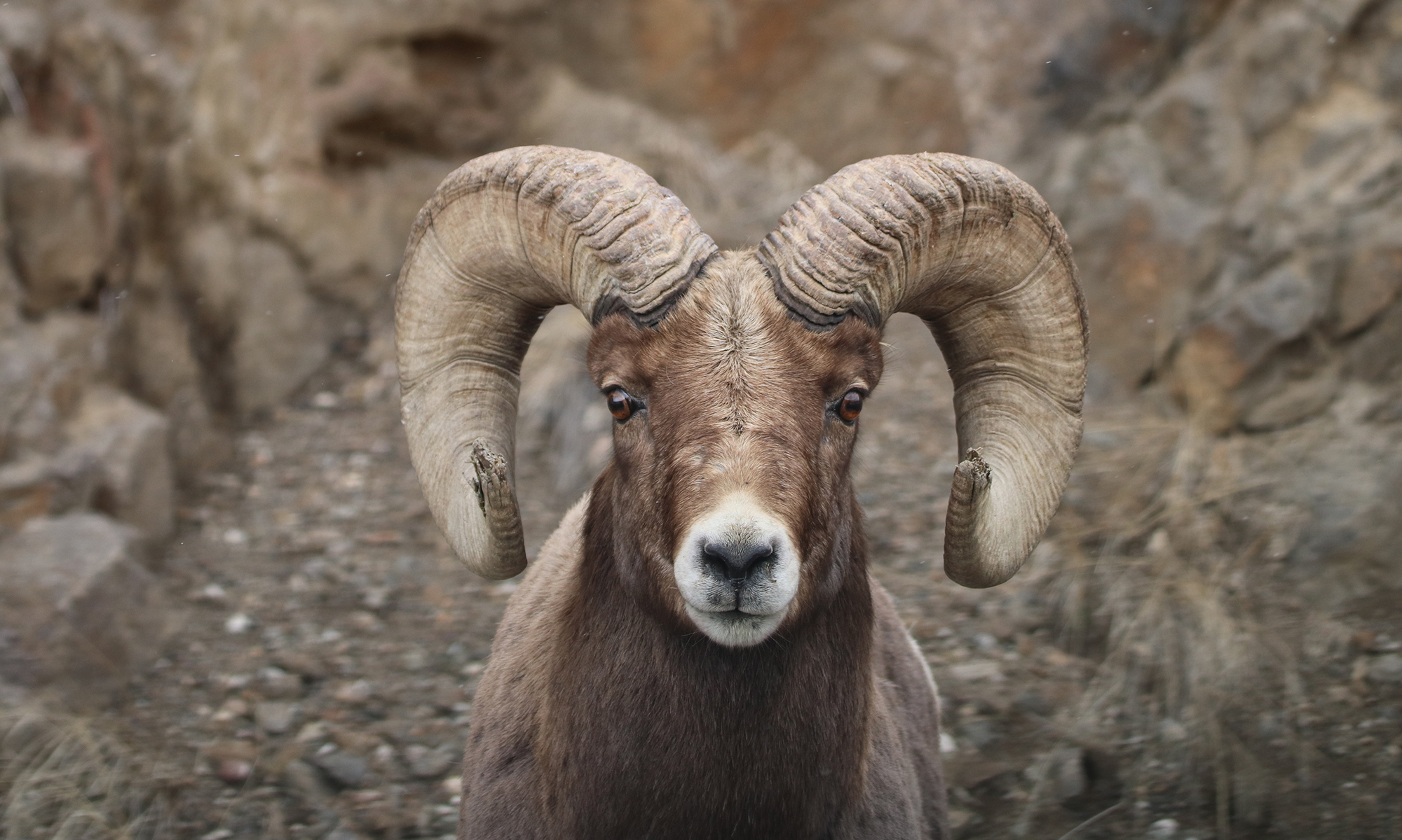 mountain sheep skull