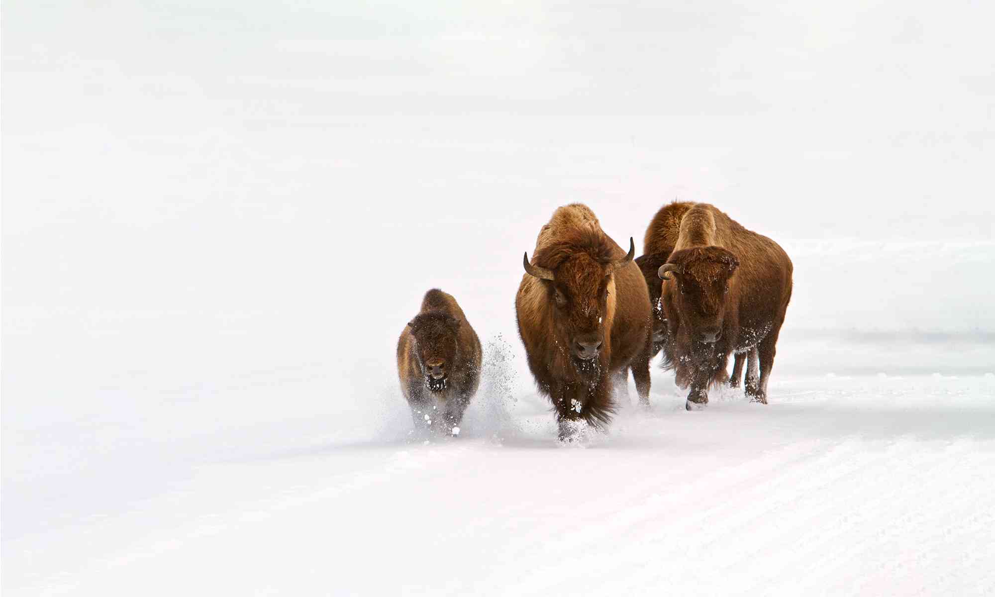Bison | Defenders of Wildlife