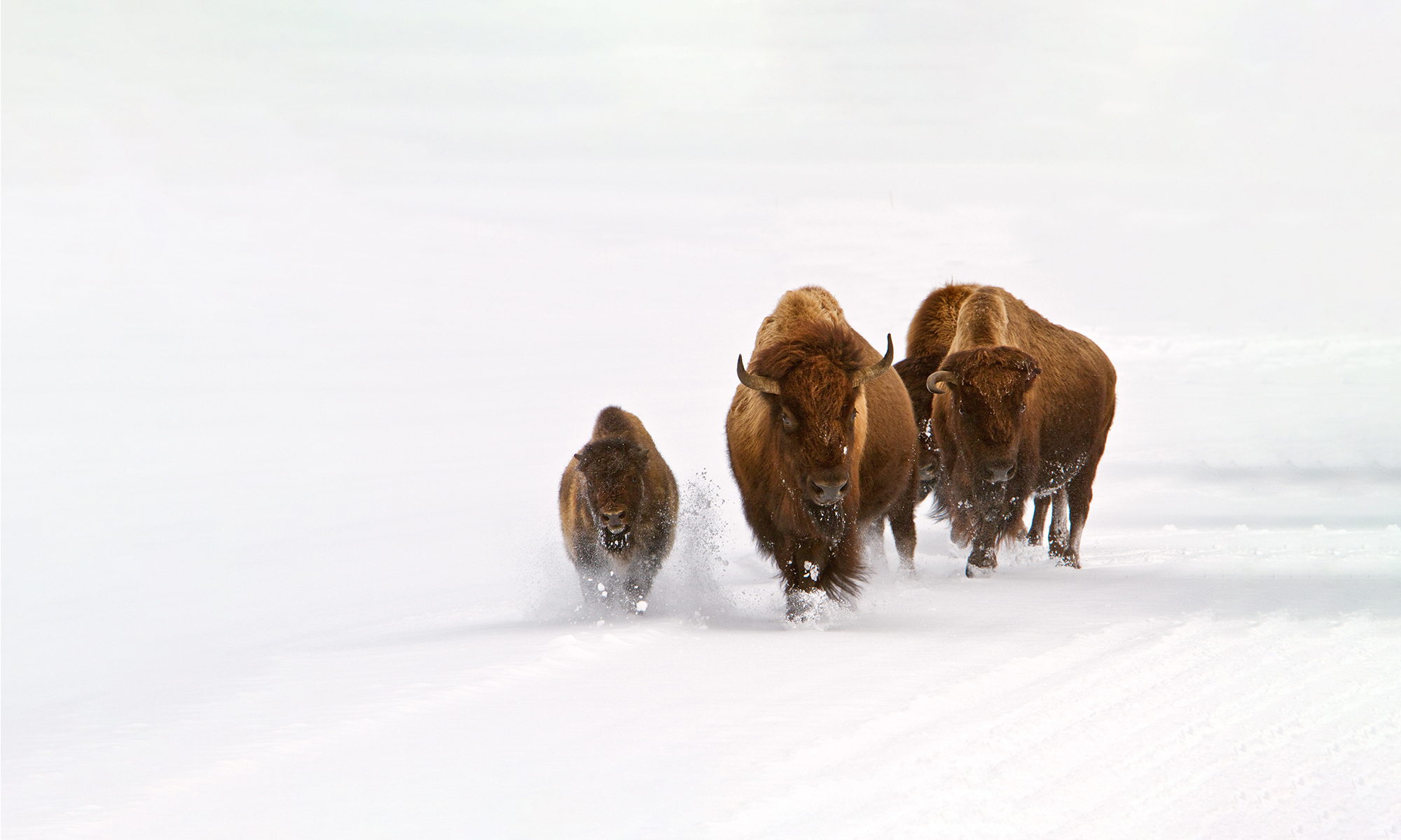 Quick and Dirty Guide to Bison as Keystone Species