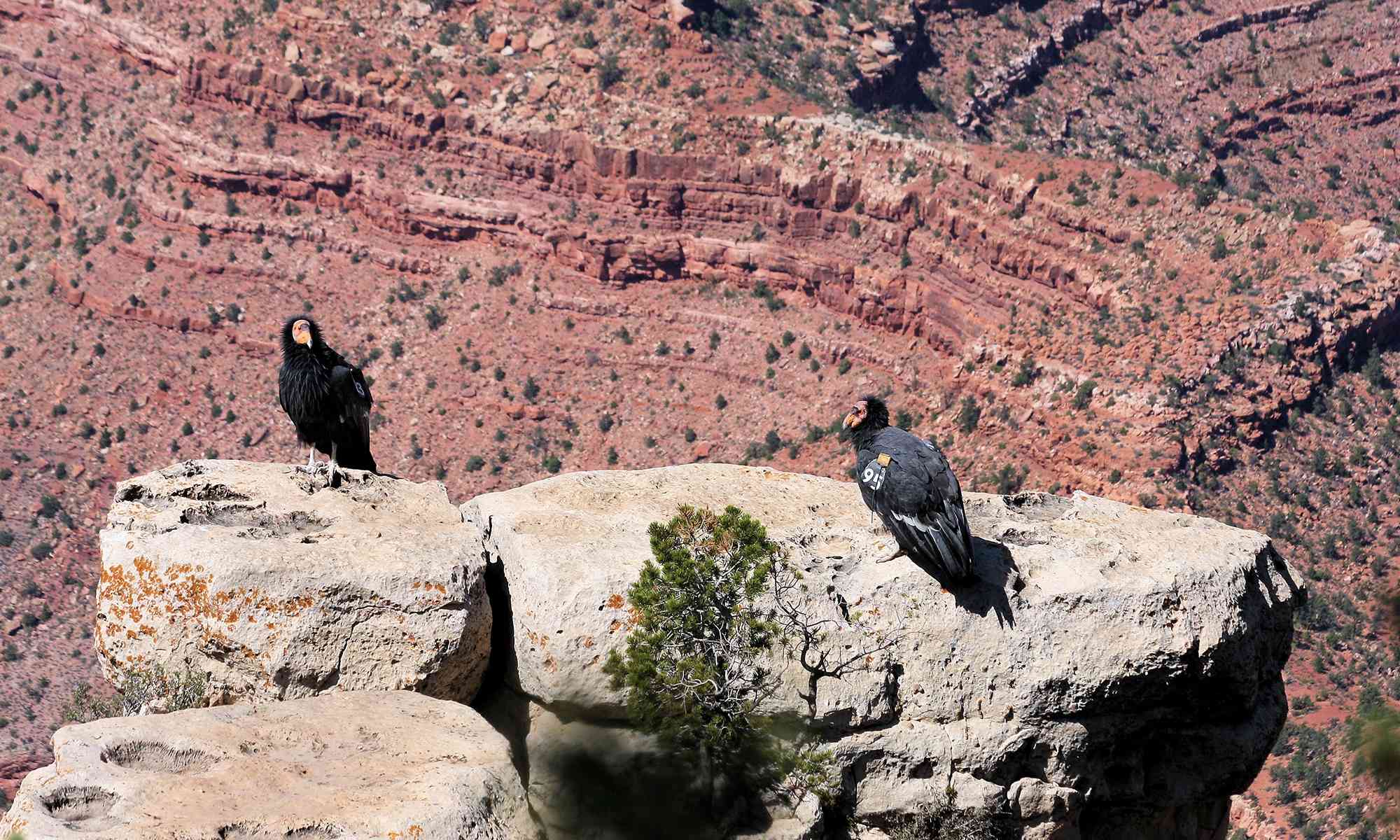 The California Condor Conservation Status: Progress And Challenges  