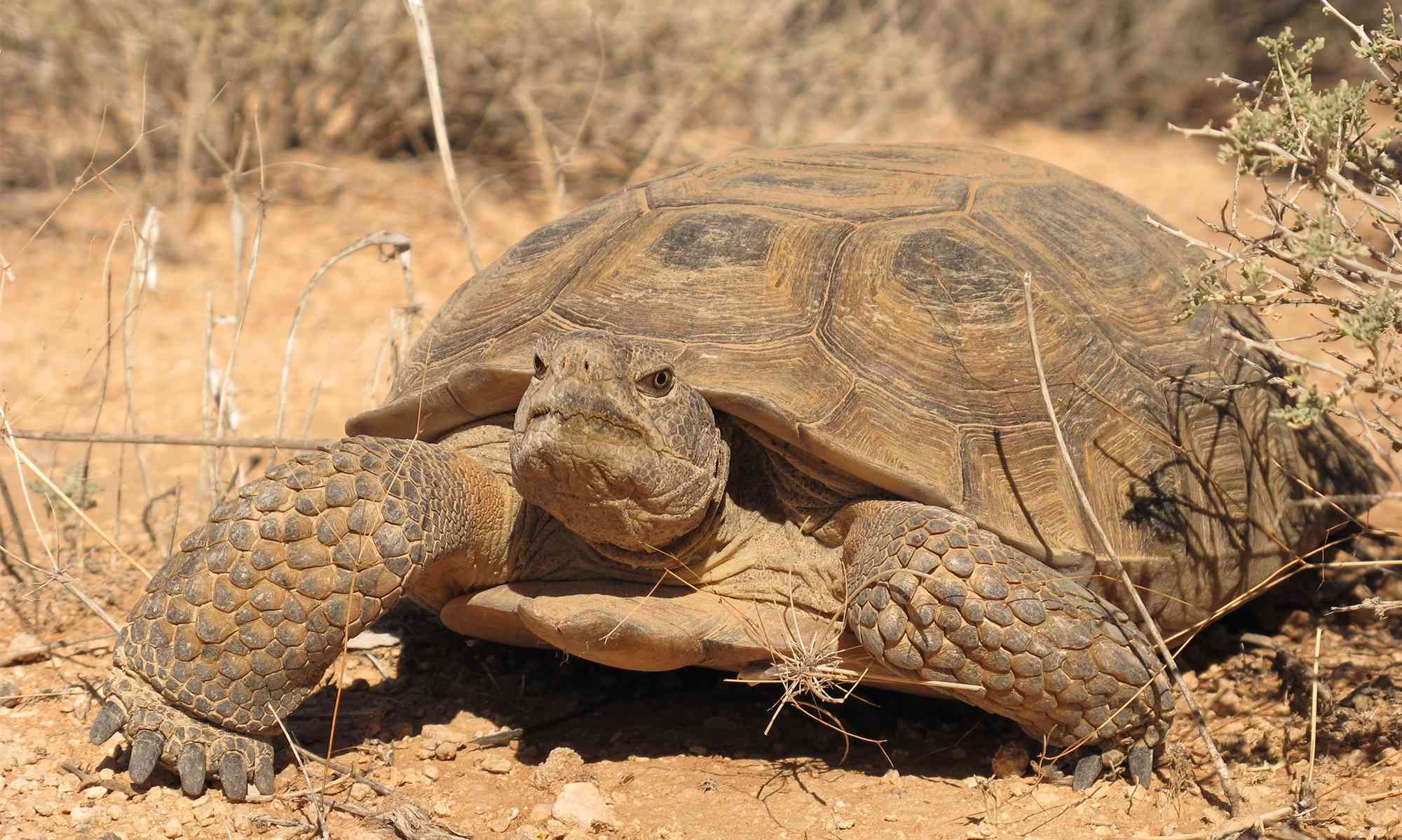 Desert Tortoise Growth Chart