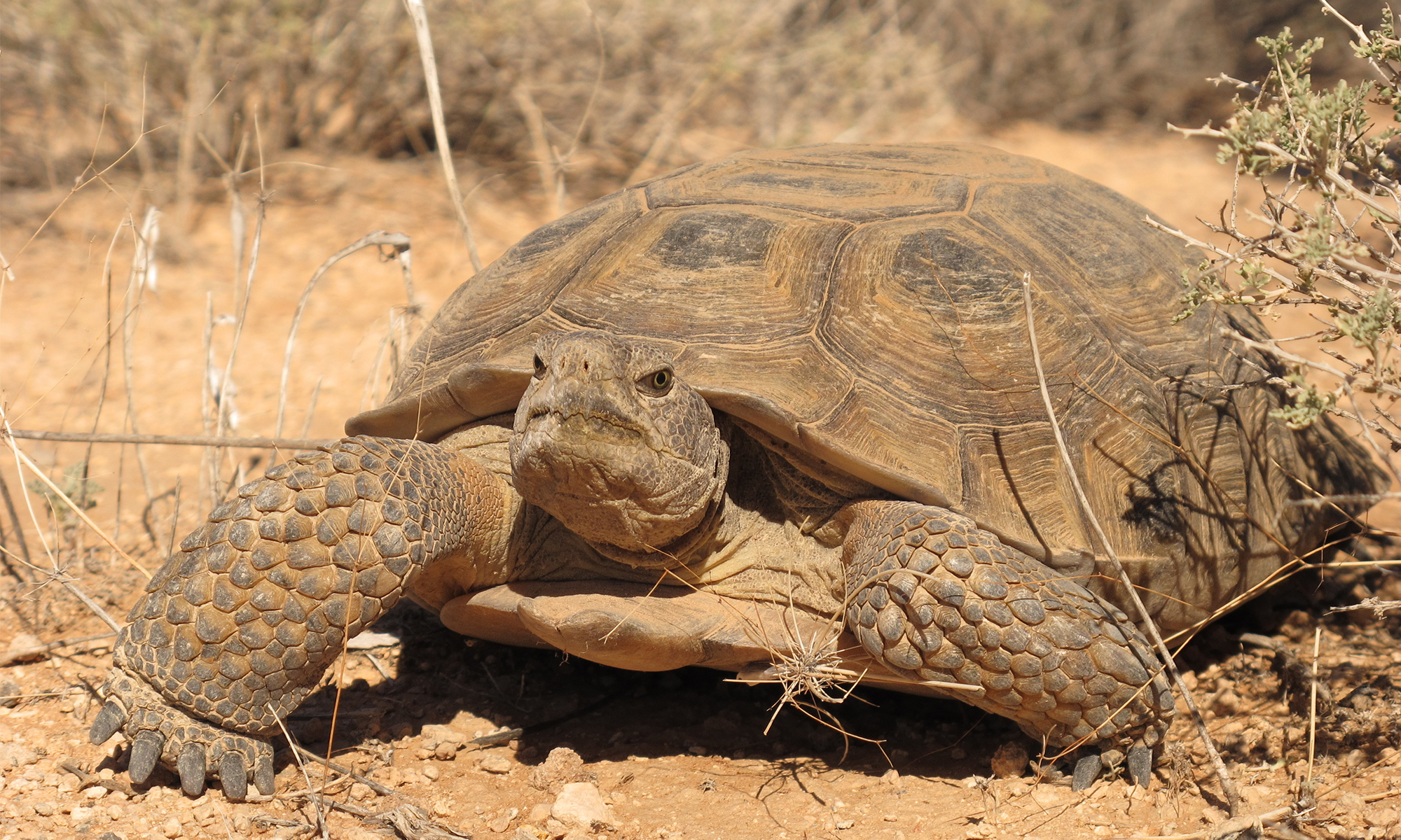 desert tortoise habitat model