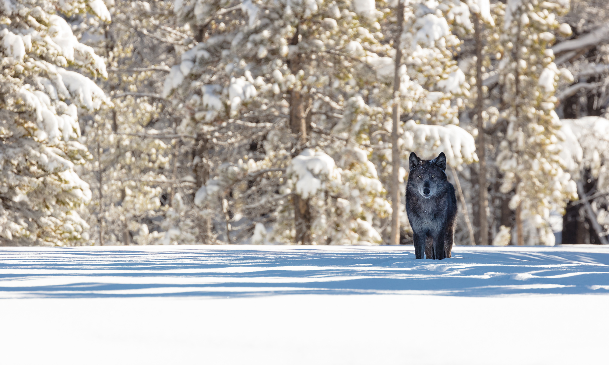 charcoal gray wolf