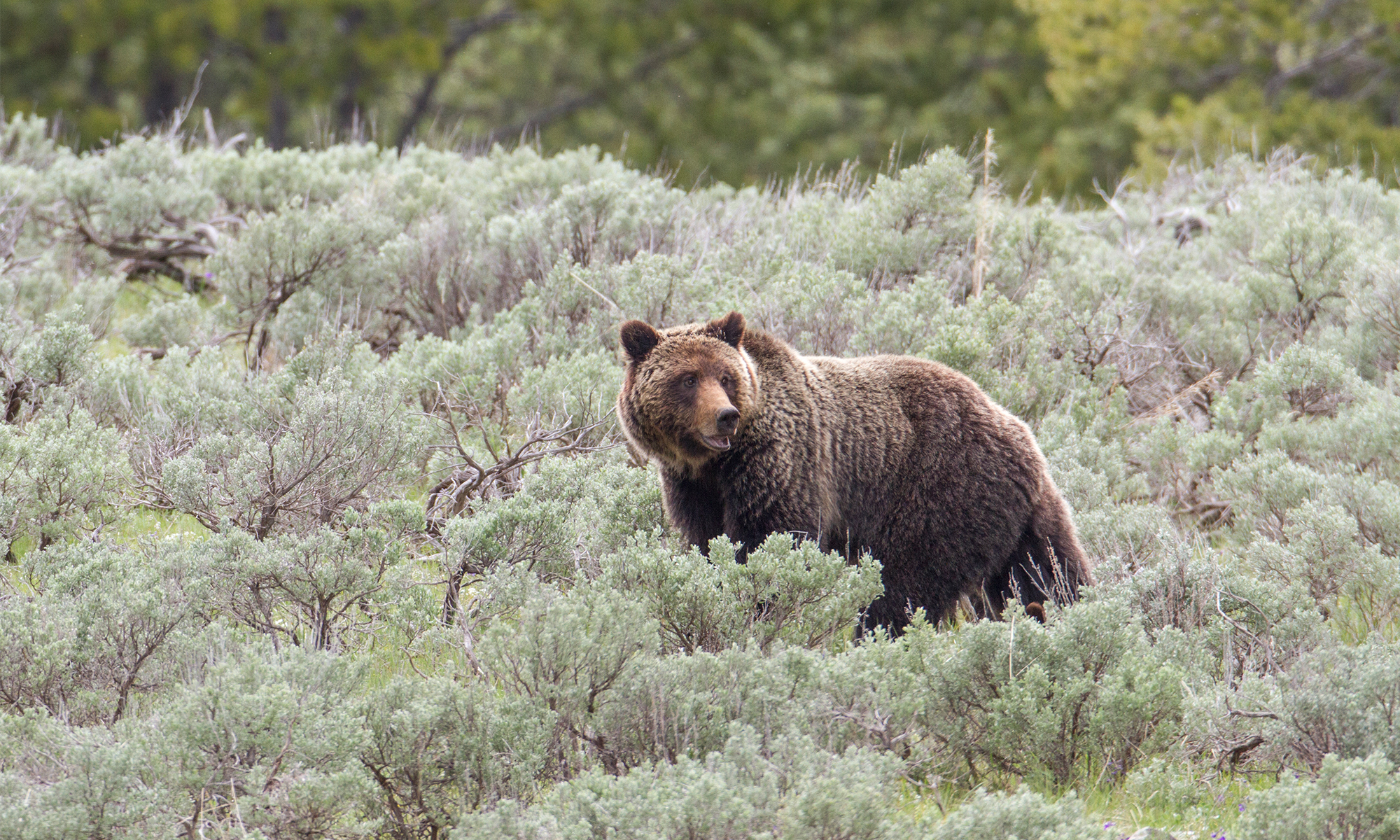 Living in Bear Country