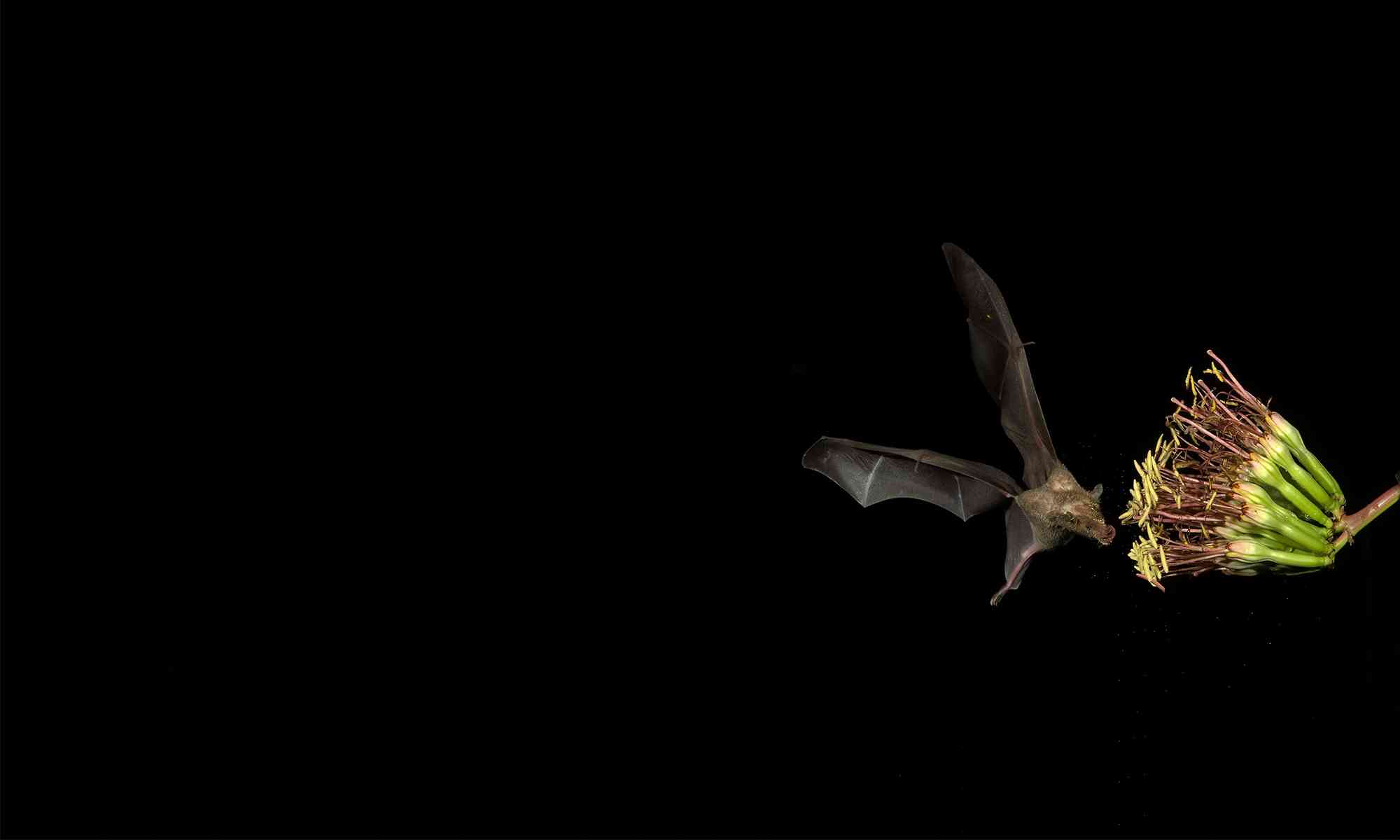 Bats | Defenders of Wildlife