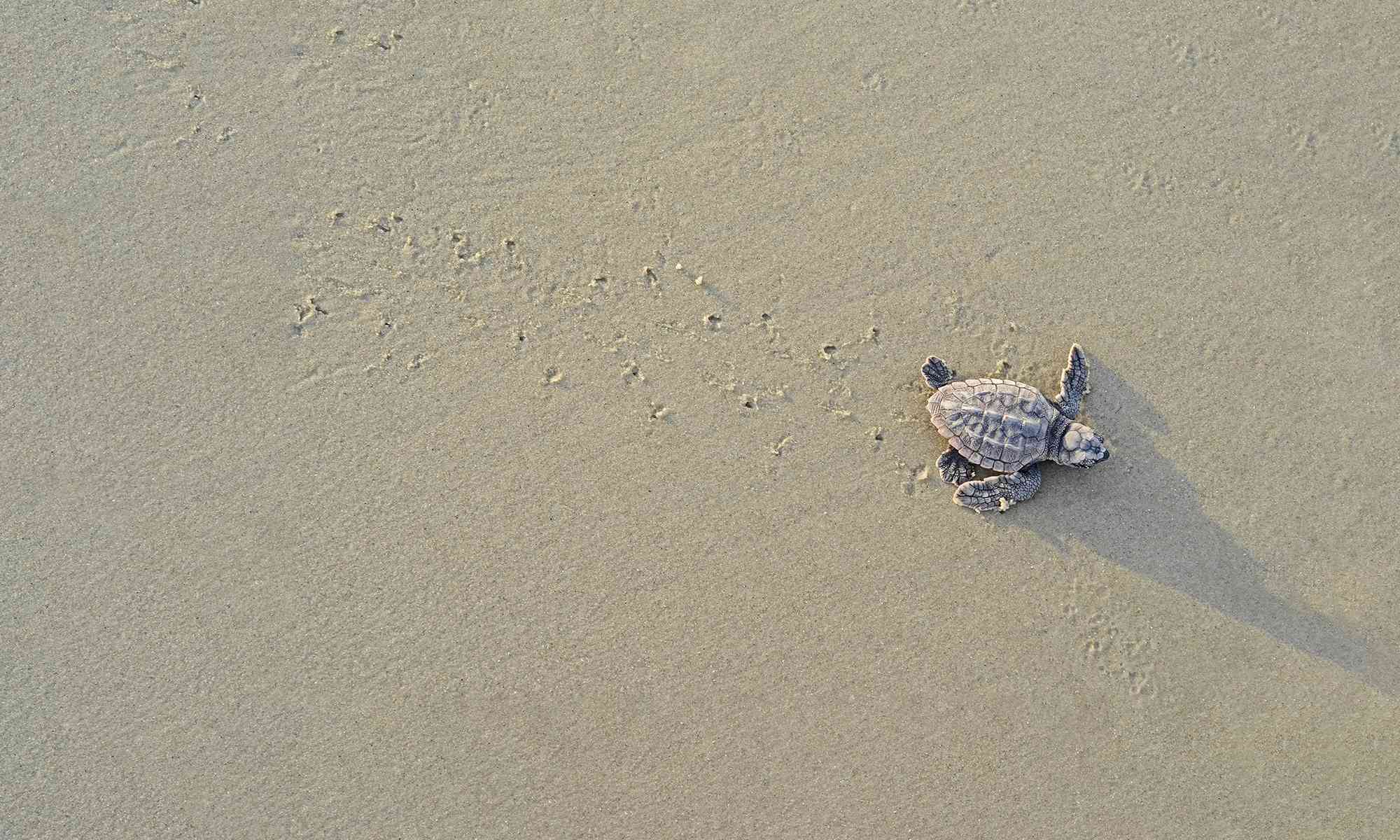 Sea Turtles | Defenders of Wildlife