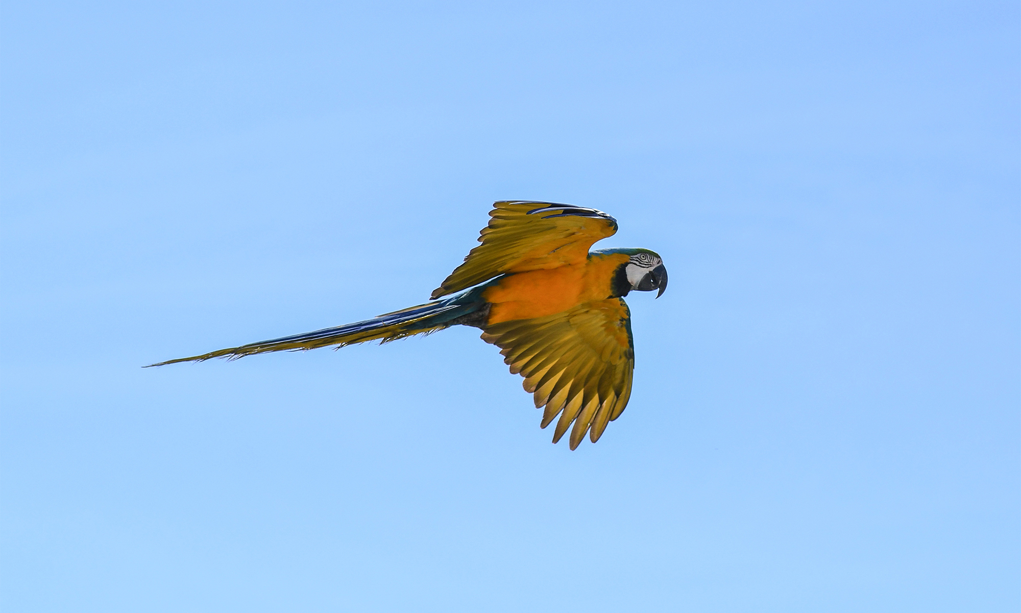 Parrots | Defenders of Wildlife Parrots | Defenders of Wildlife