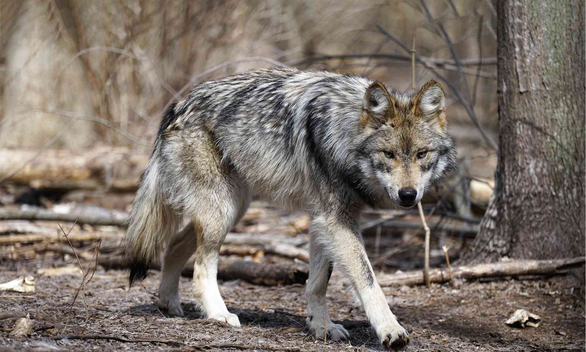 grey wolf colors