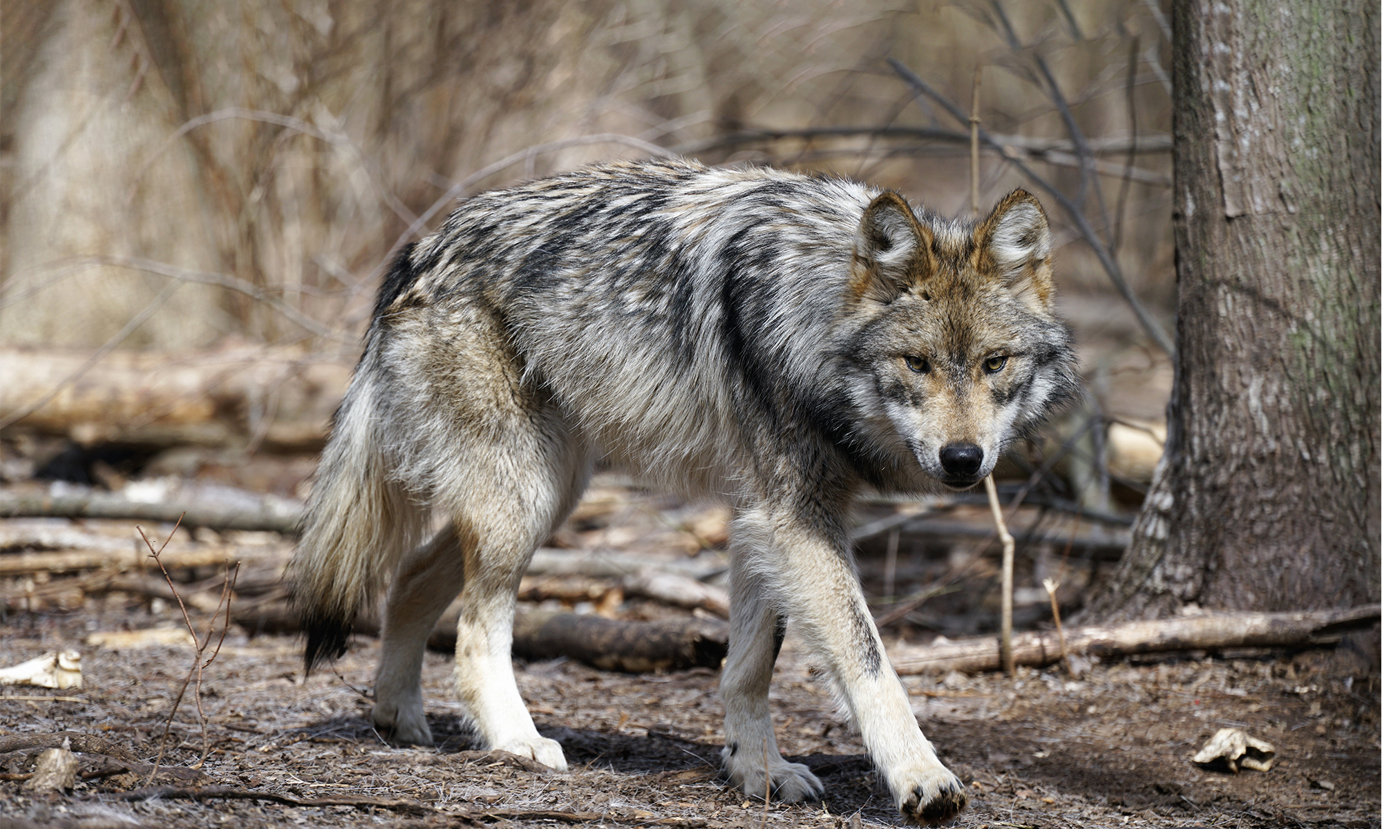 mexican grey wolf map