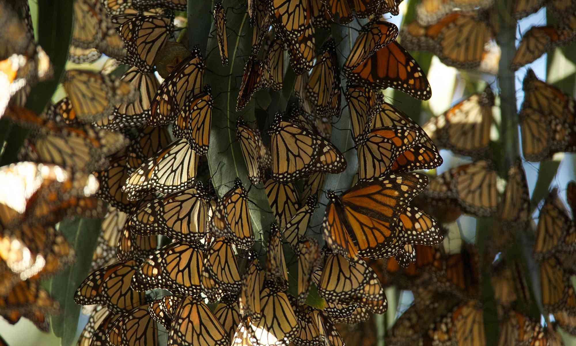 Butterflies | Defenders of Wildlife