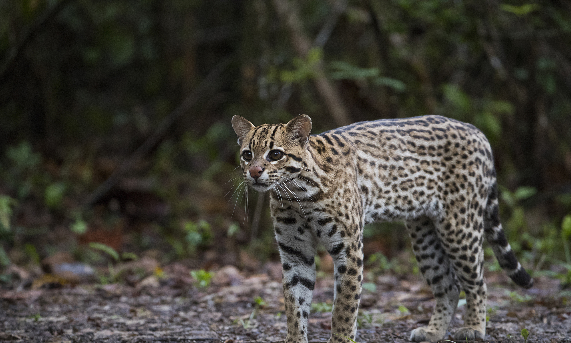 ocelot full grown