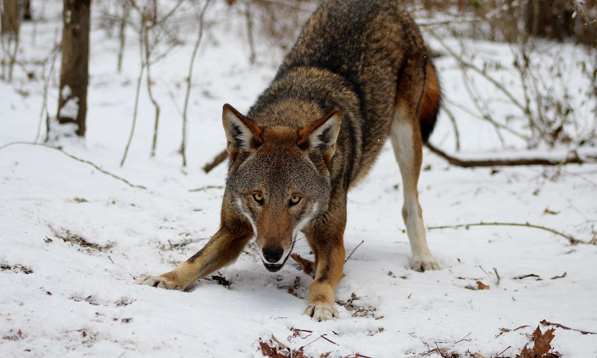 smoky mountains bear fighting wolves