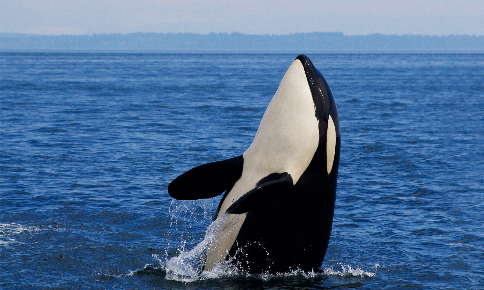 killer whales eating polar bears