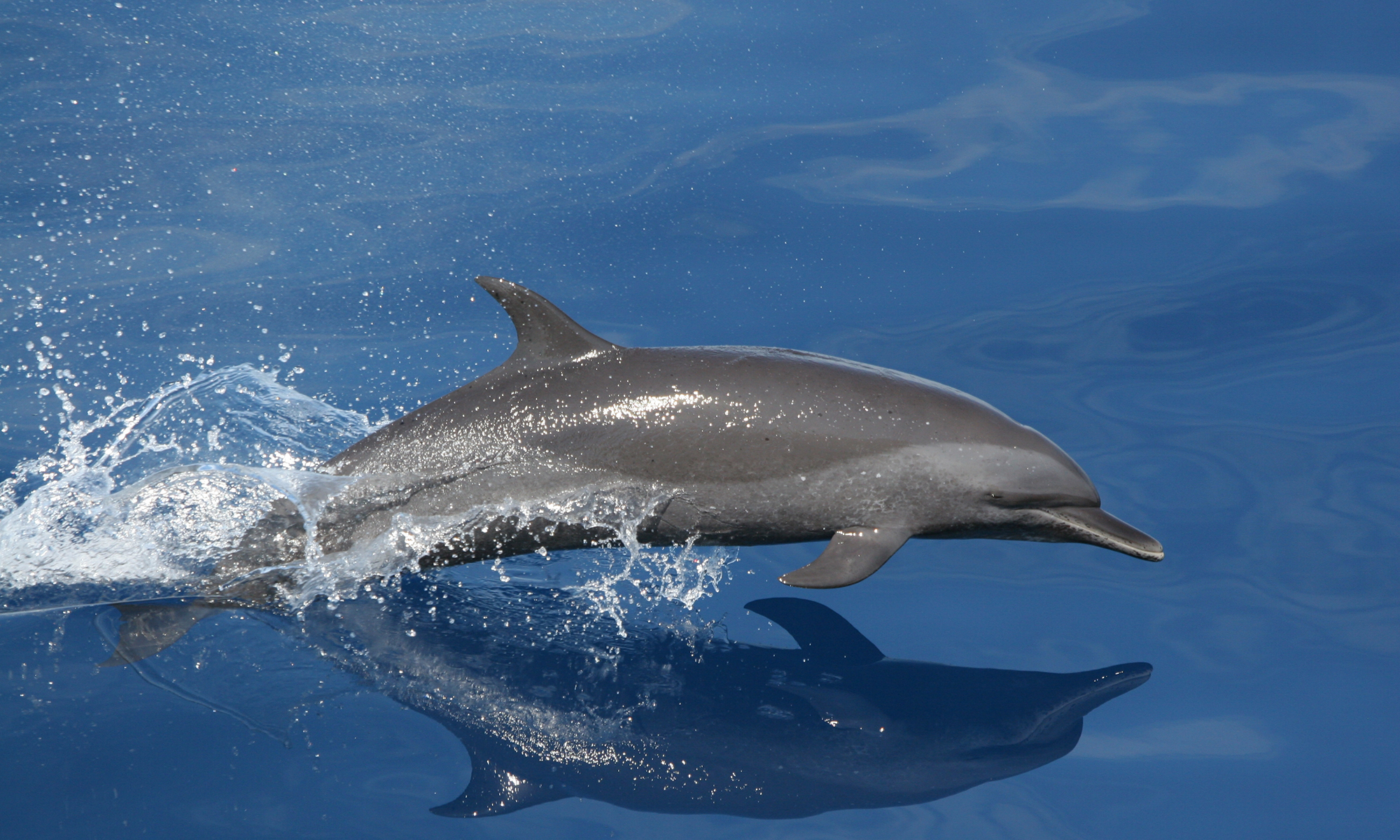 A dolphin jumps out of the water to catch a ball