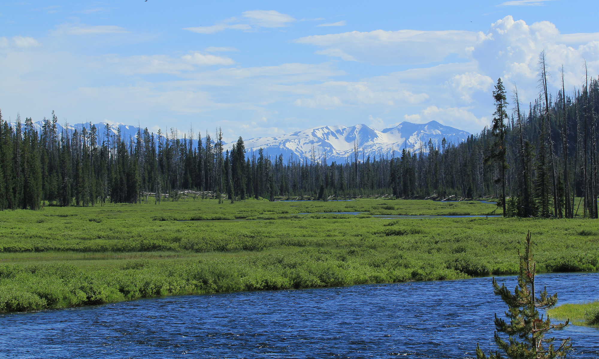 Protecting Habitat  Defenders of Wildlife