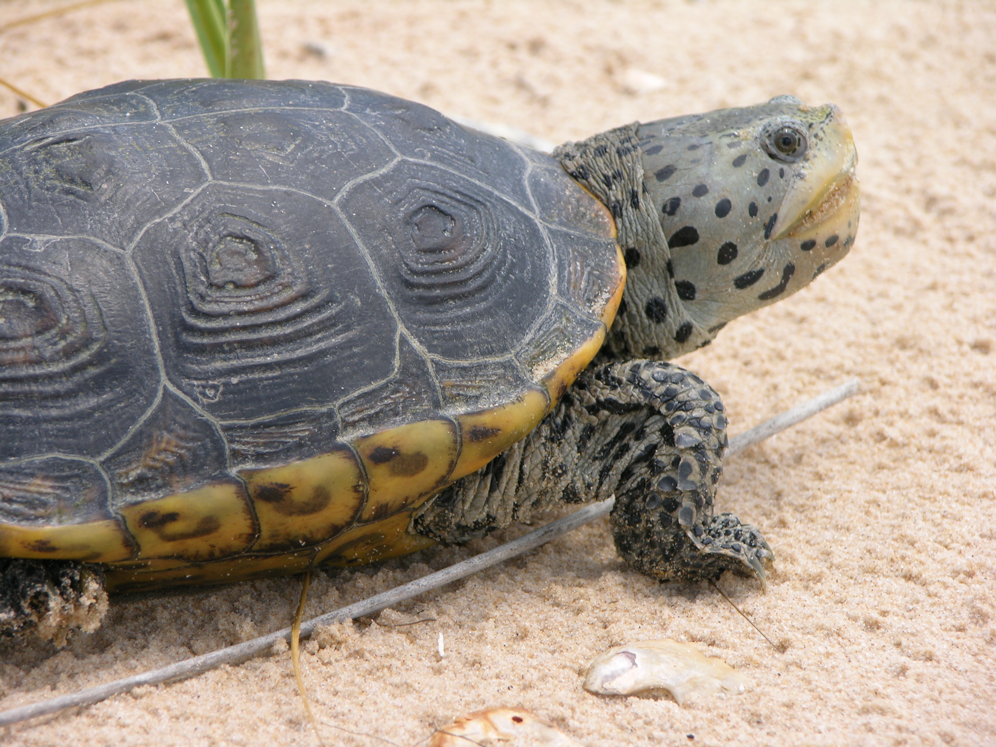 Farm Bill Conservation Programs at Work in the Chesapeake Bay | Defenders of Wildlife Farm Bill Conservation Programs at Work in the Chesapeake Bay | Defenders of Wildlife