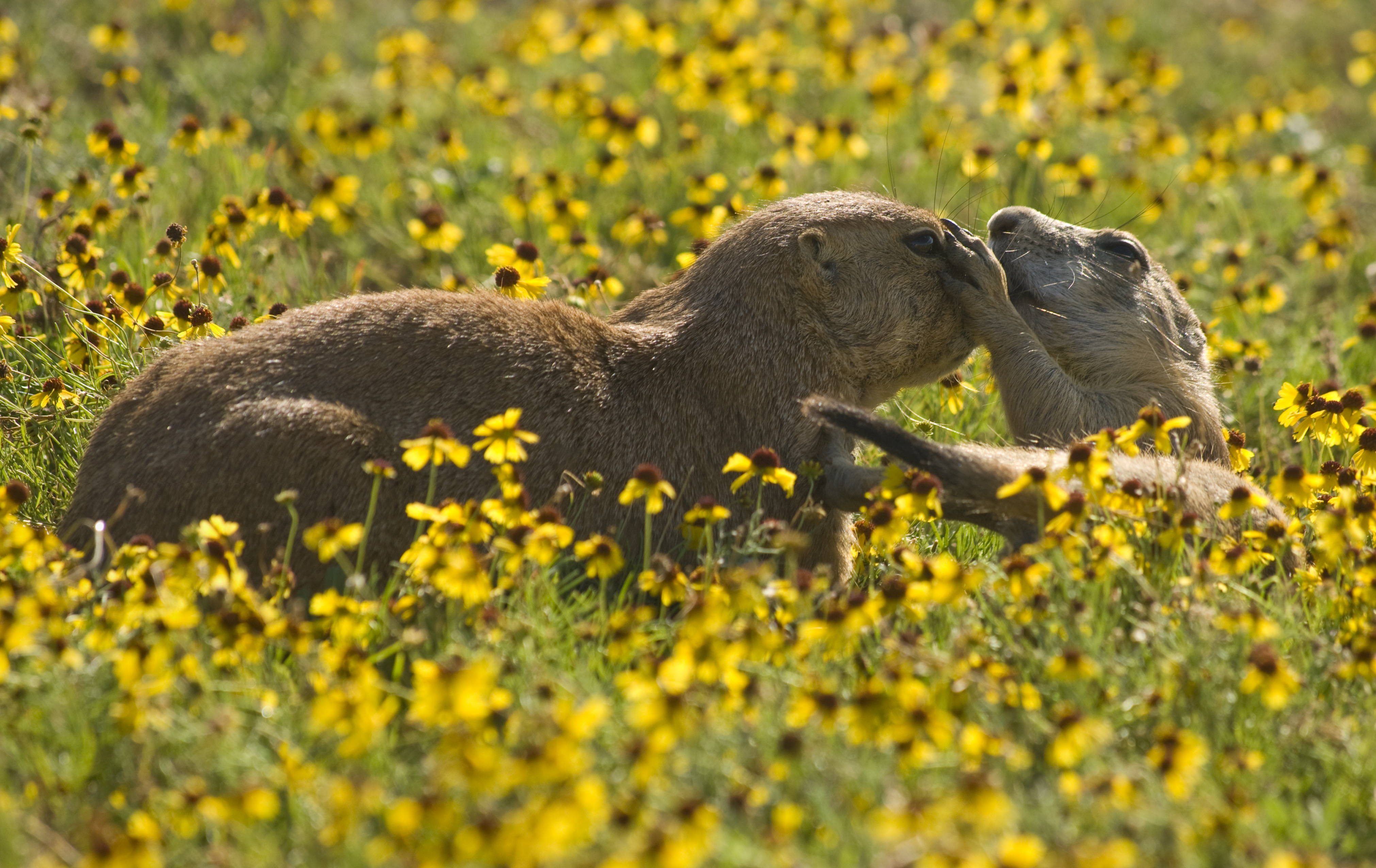 Poison on the Prairie | Defenders of Wildlife Poison on the Prairie | Defenders of Wildlife