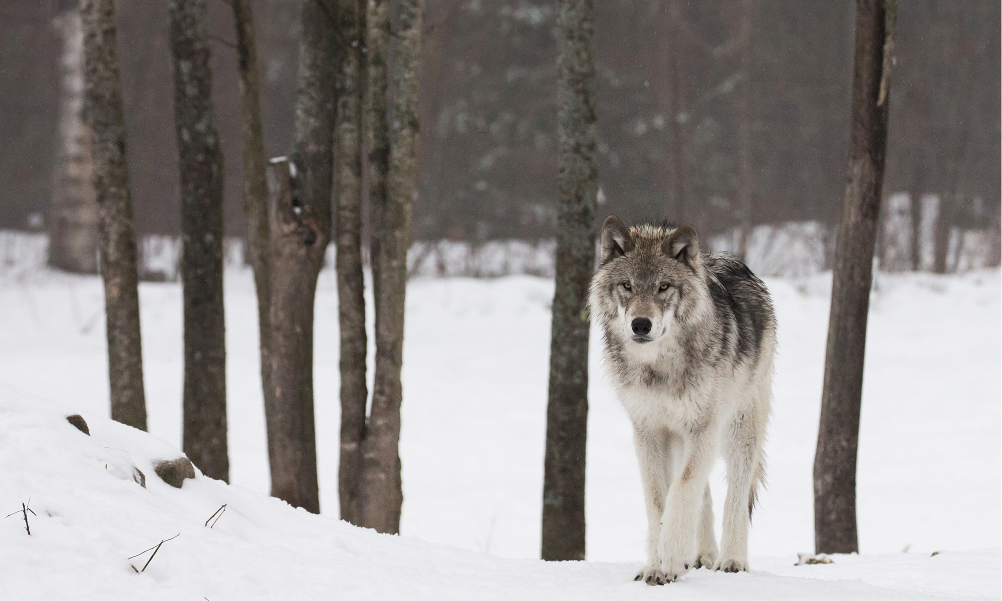 Wildlife | Defenders of Wildlife Wildlife | Defenders of Wildlife