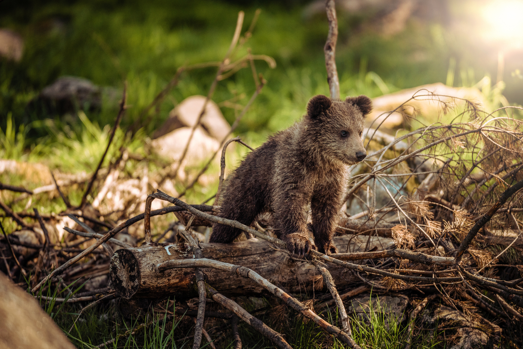 The Endangered Species Act: What's at Stake? | Defenders of Wildlife The Endangered Species Act: What's at Stake? | Defenders of Wildlife