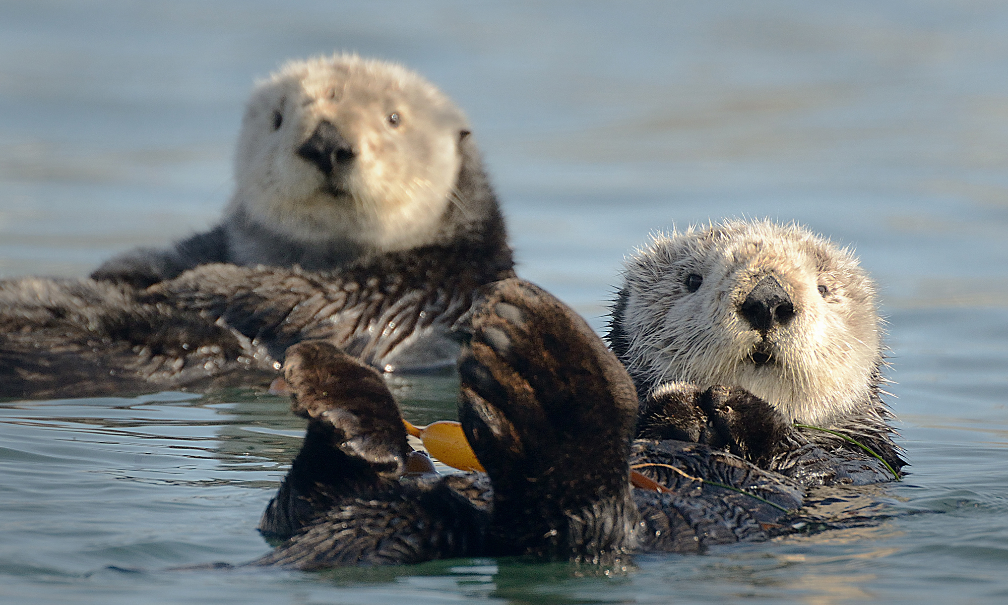 Sea Otter | Defenders of Wildlife