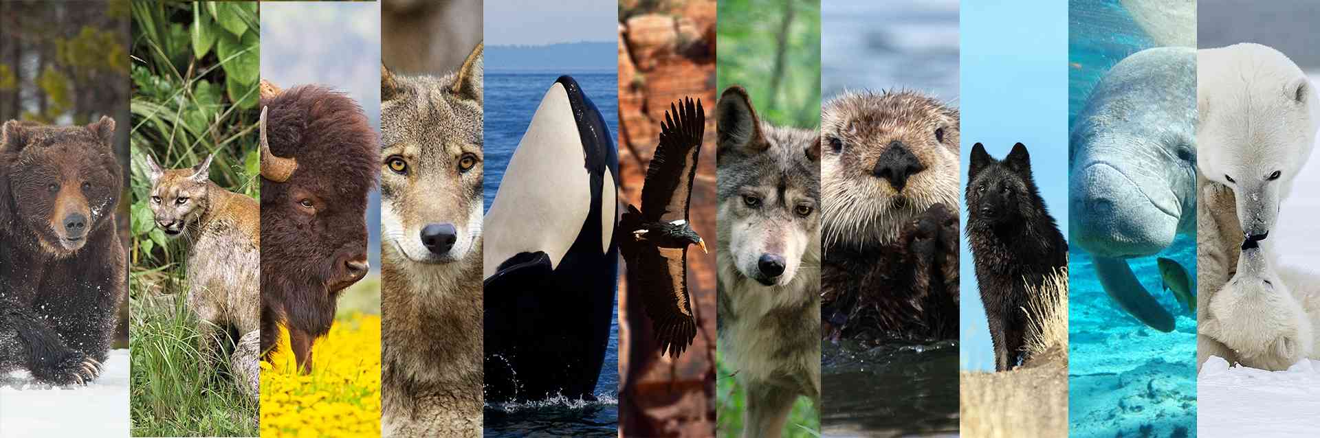 Coexistence Overview | Defenders of Wildlife