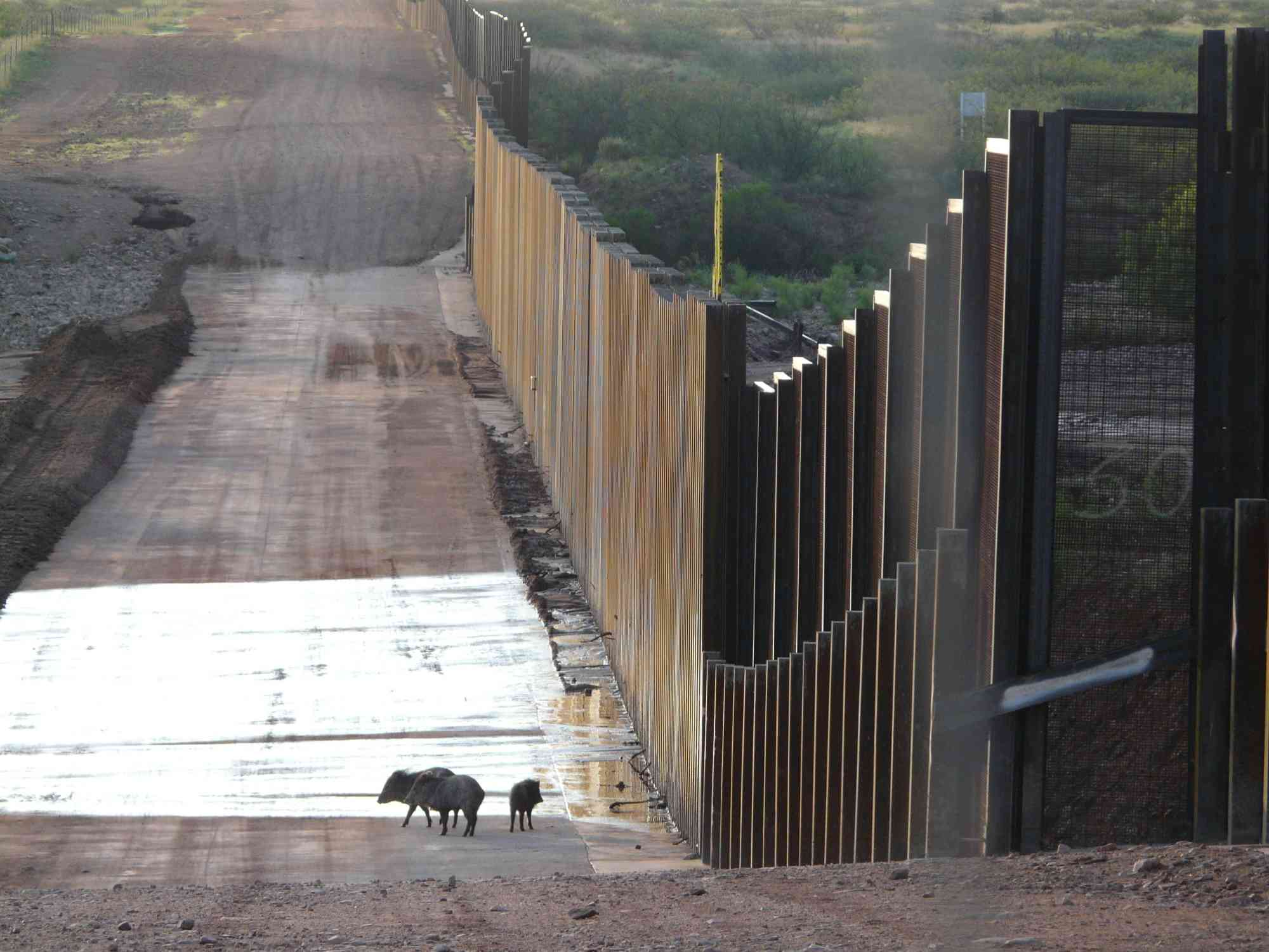 can you bring a dog across the mexican border