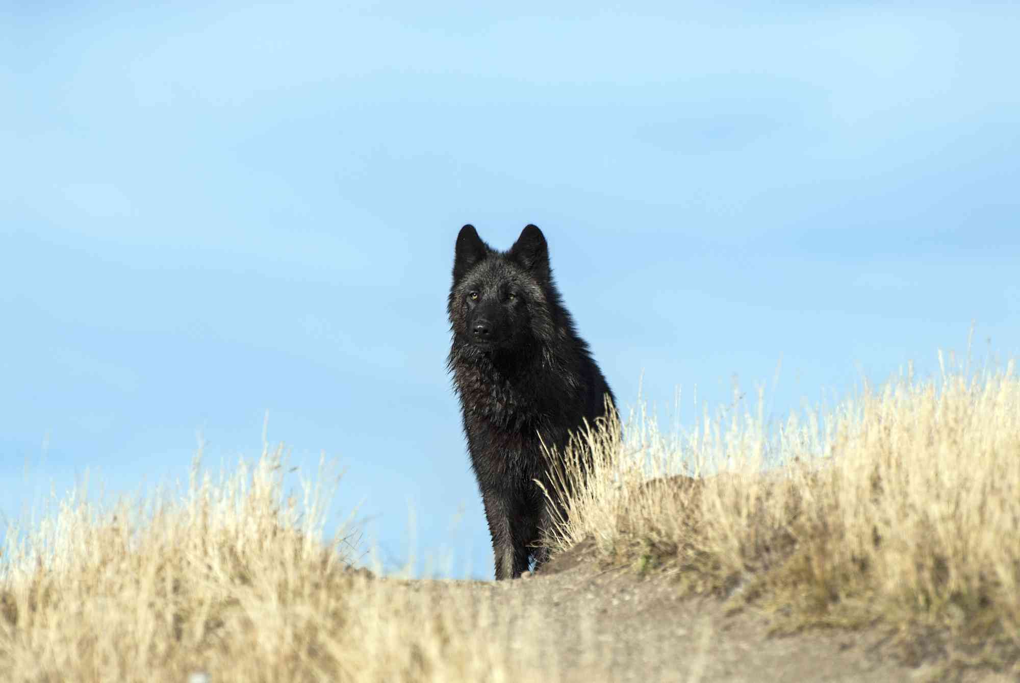 Gray Wolves in the Northern Rockies | Defenders of Wildlife