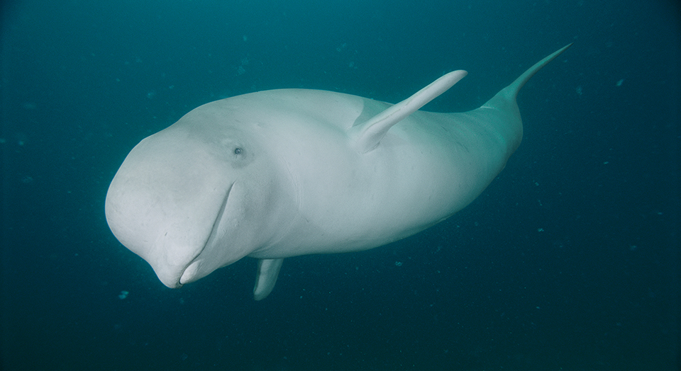 Beluga Whale  National Geographic