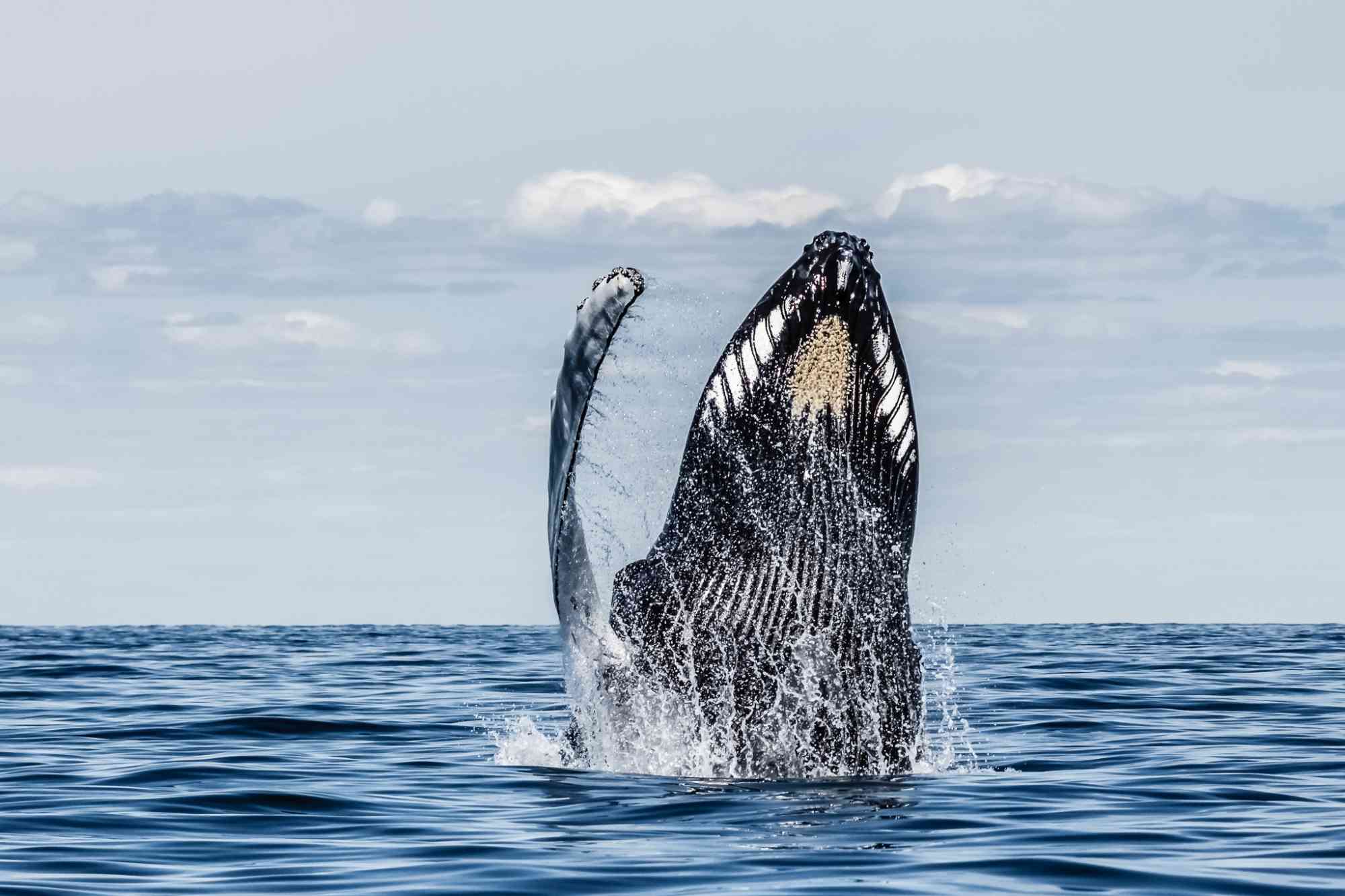 Thank a Whale for Every (Other) Breath You Take | Defenders of Wildlife