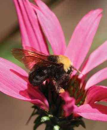 California Bumble Bee Atlas: What Citizens Found on a UC Davis