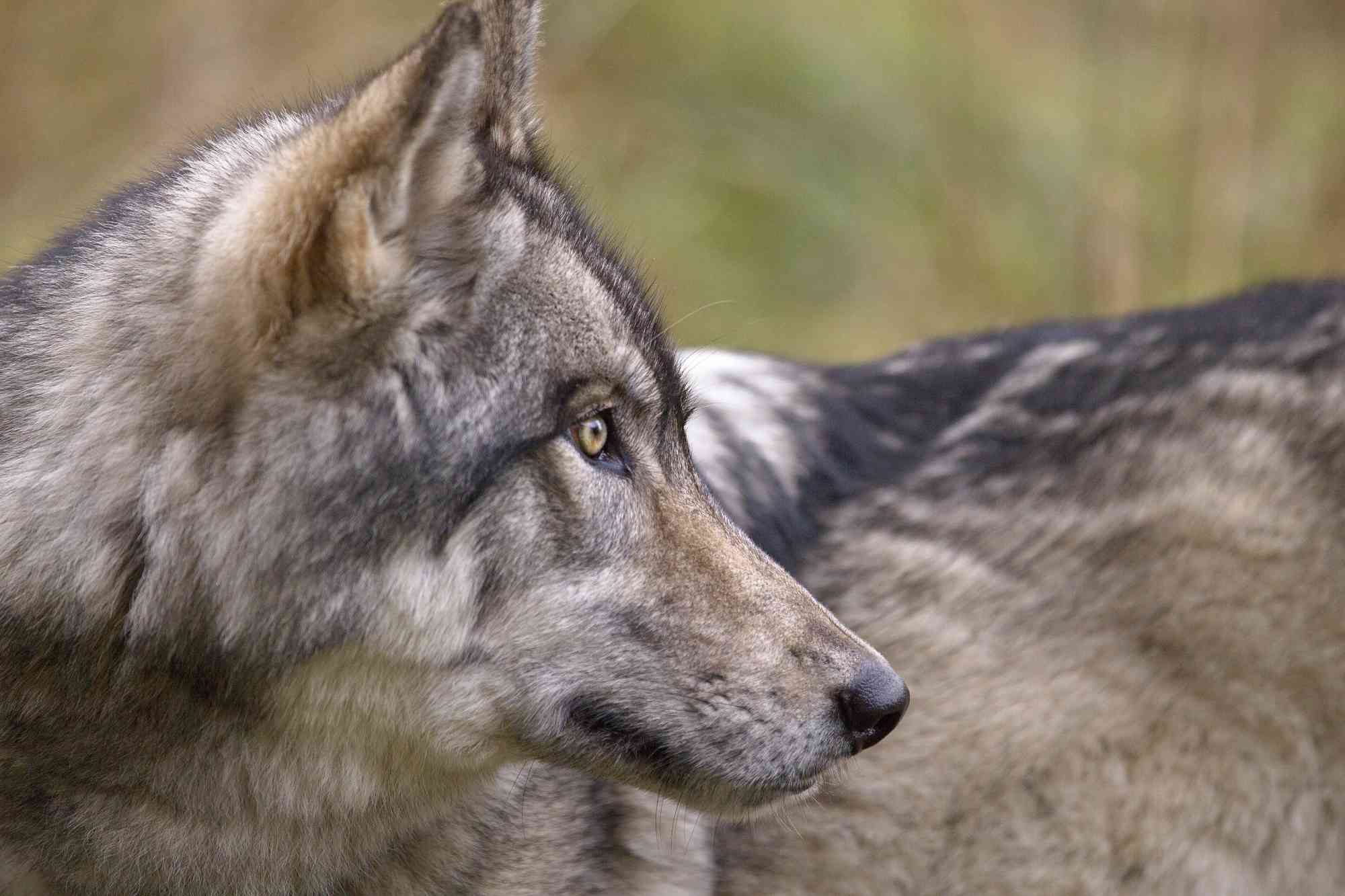 DID YOU KNOW? Wolves are an essential keystone species. - Living with Wolves