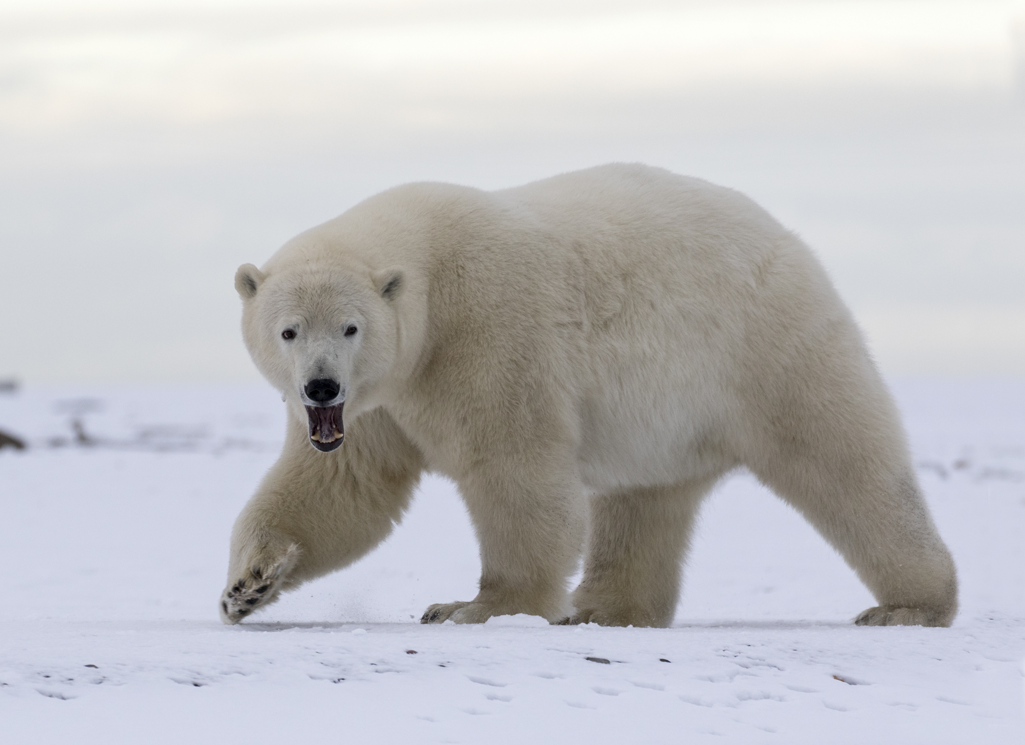 If Oil Spills, How Do We Clean Off Polar Bears? | Defenders of Wildlife