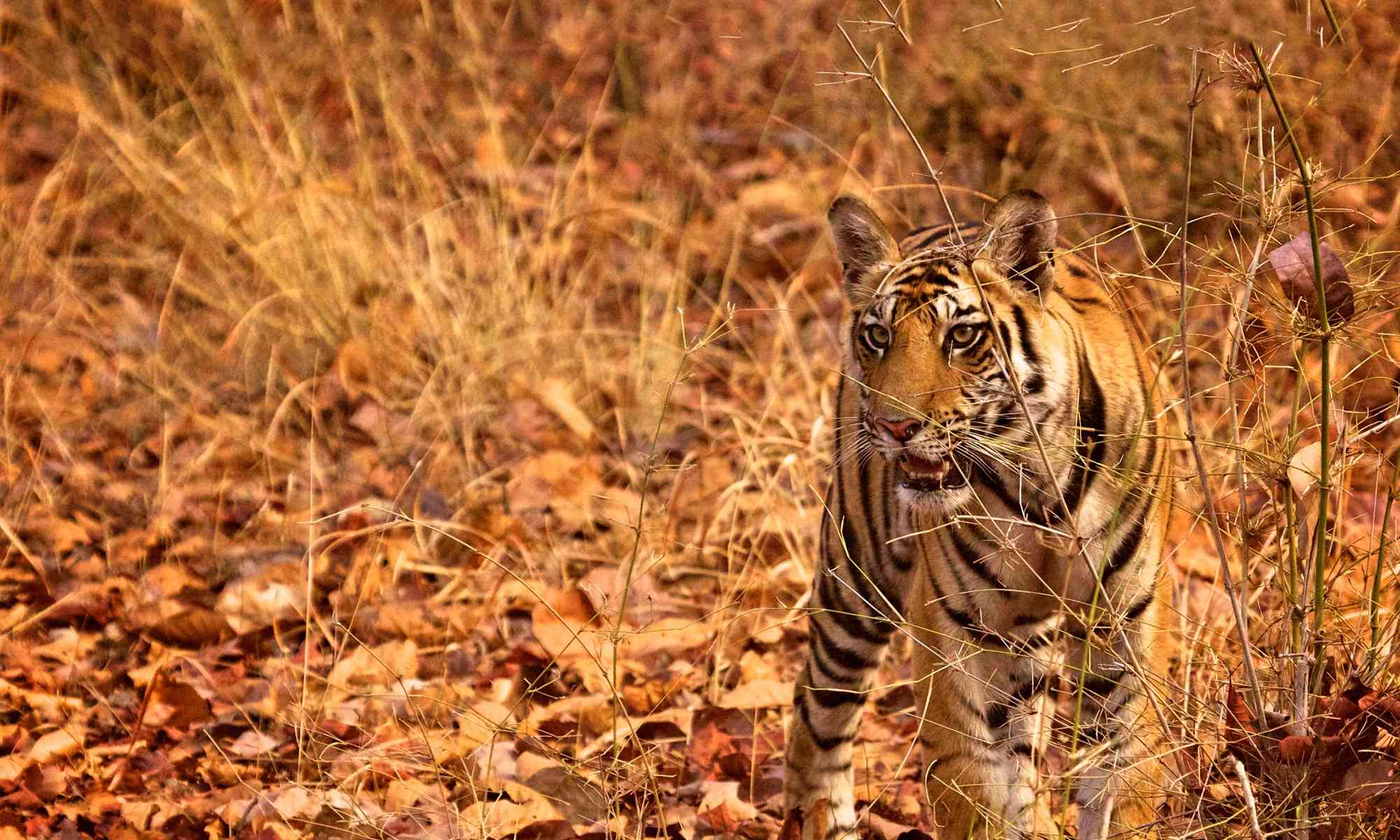Tiger | Defenders of Wildlife