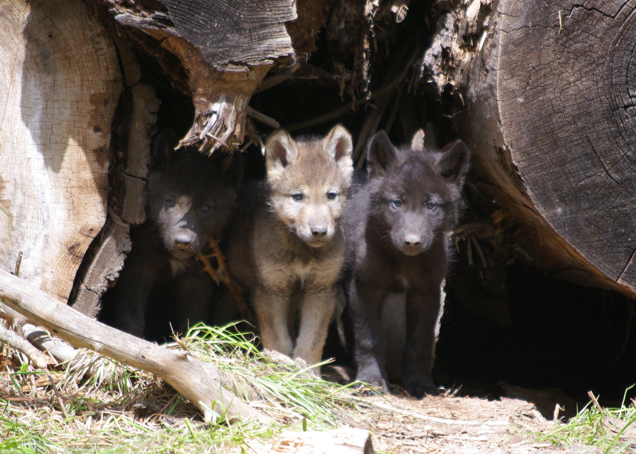 grey wolf pack with pups