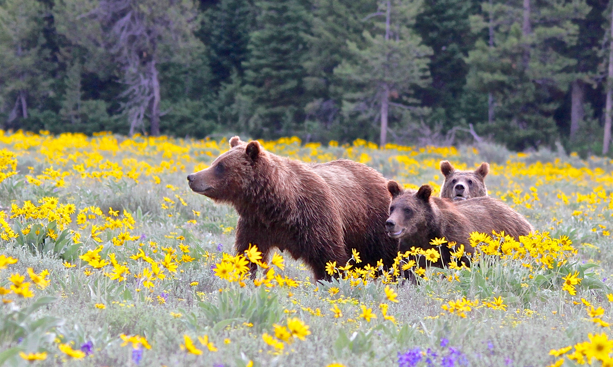 Grizzly Bear  Defenders of Wildlife