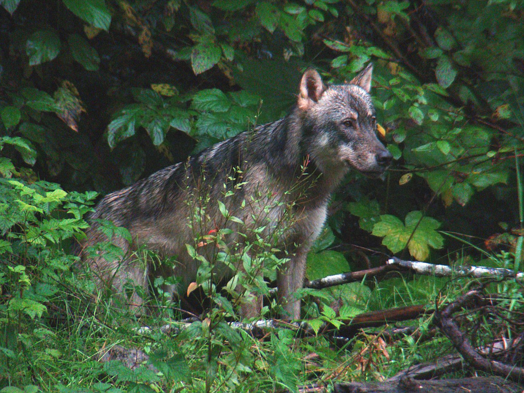 Endangered Species Protections Sought for Rare Wolf in Southeast Alaska