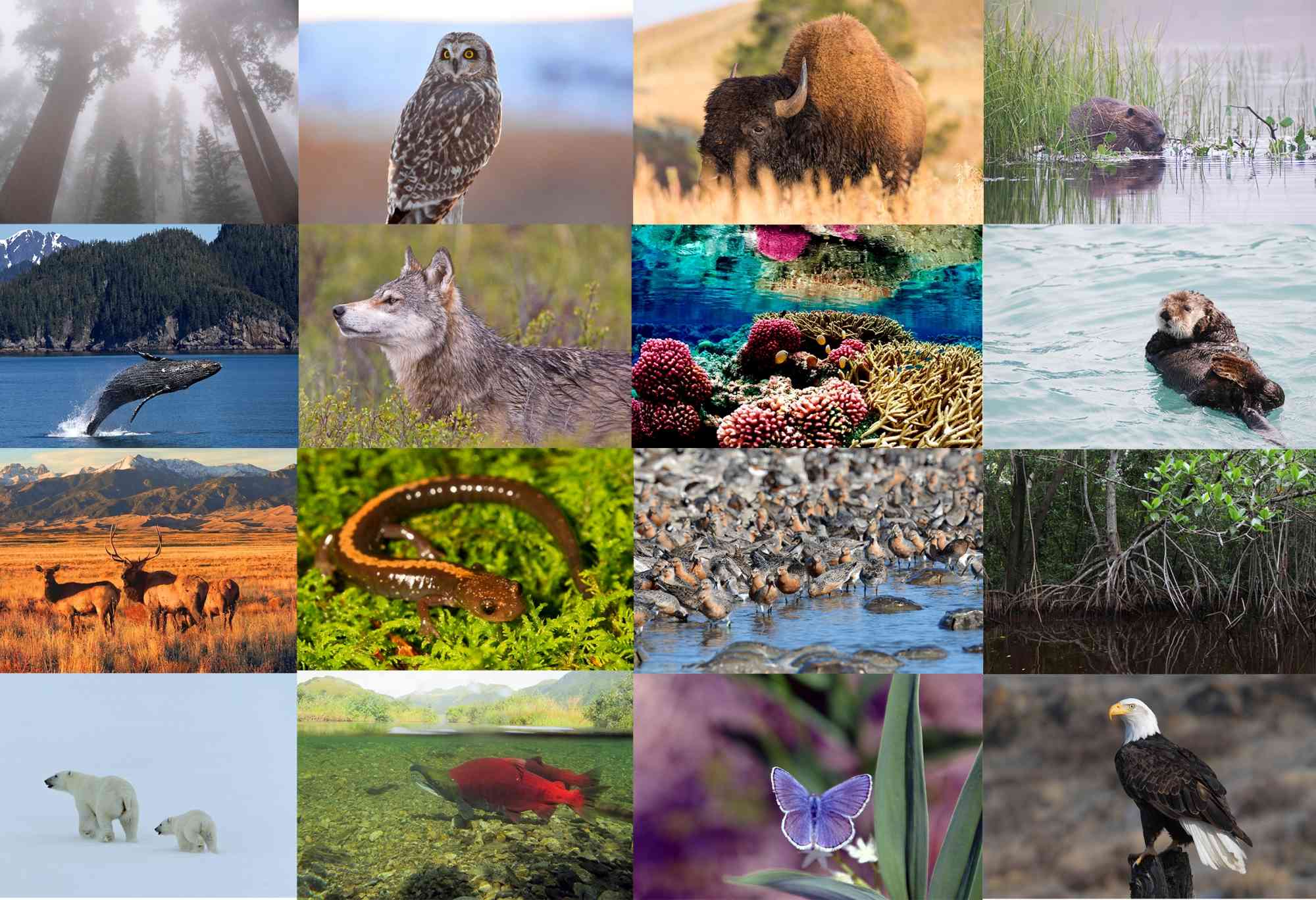 International Day for Biological Diversity: Our Solutions are | Defenders Wildlife