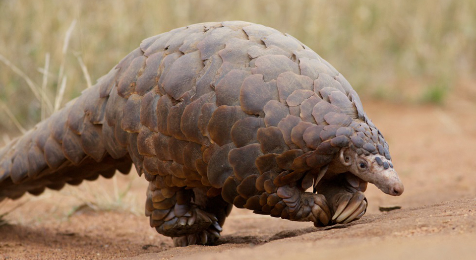 Calling for an End to Live Markets | Defenders of Wildlife Calling for an End to Live Markets | Defenders of Wildlife